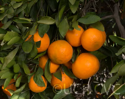 Kara Mandarin Budwood citrus plant material online shopping
