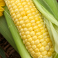Golden Bantam Corn