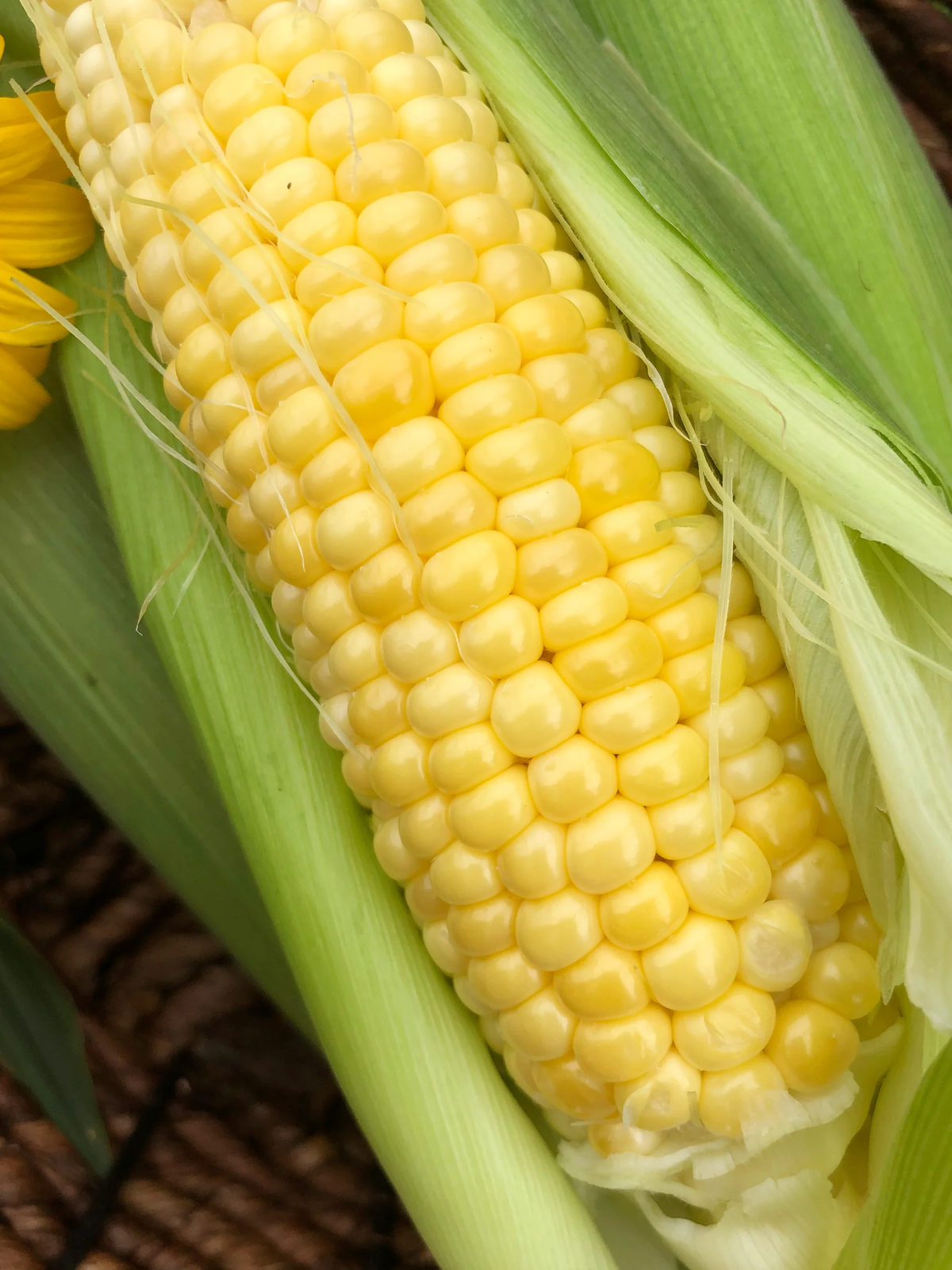 Golden Bantam Corn