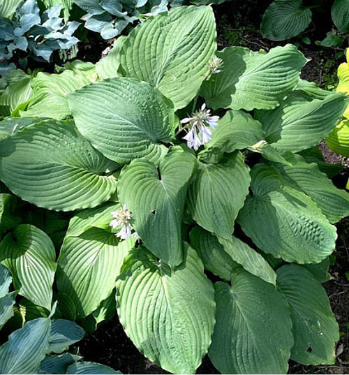 Mint Rushmore Hosta Plants online shopping
