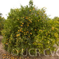Wilking Mandarin Budwood citrus plant material online shopping