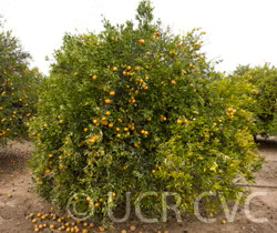 Wilking Mandarin Budwood citrus plant material online shopping