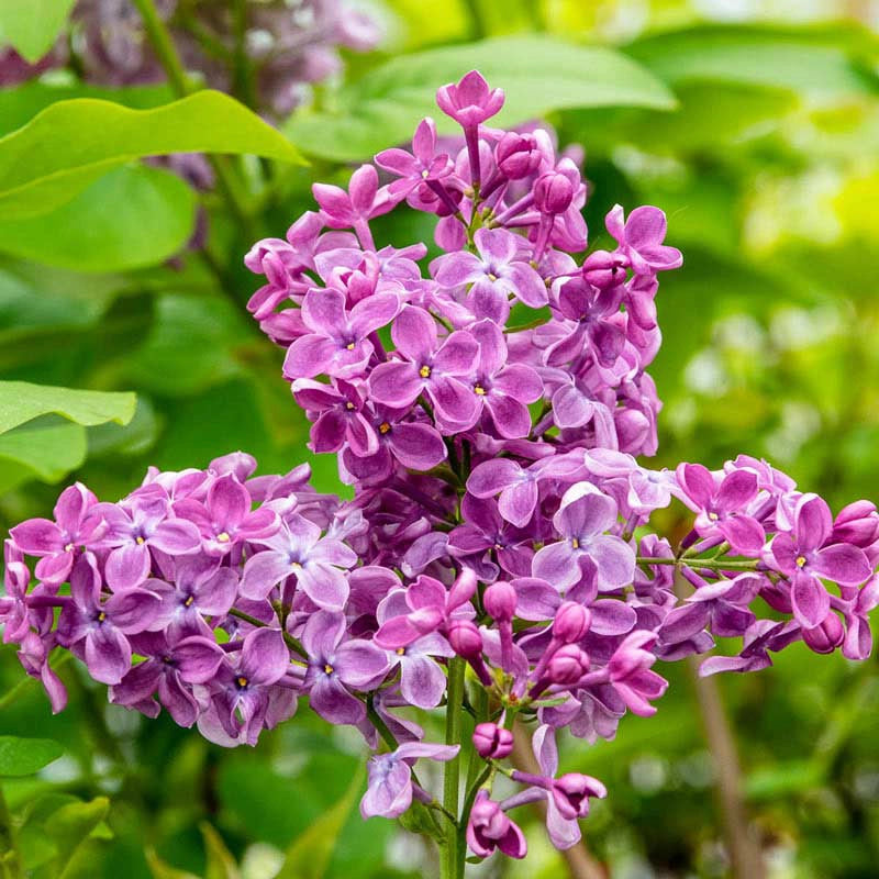 Rosie Beach Party™ Lilac lilac plant online shopping