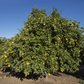 Kinkoji Unshiu Mandarin Hybrid Budwood citrus plant material online shopping