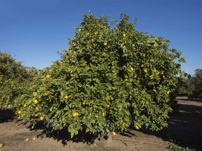 Kinkoji Unshiu Mandarin Hybrid Budwood citrus plant material online shopping