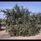 Dancy Mandarin Budwood citrus plant material online shopping