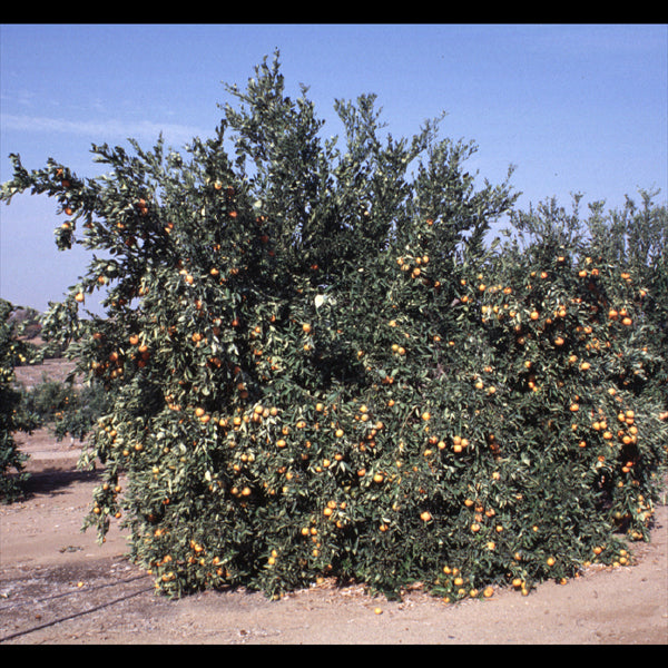 Dancy Mandarin Budwood citrus plant material online shopping