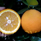 Pineapple Sweet Orange Budwood citrus plant material online shopping