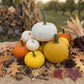 Lemon Cake F1 Pumpkin