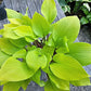 Hotshot Hosta Plants online shopping