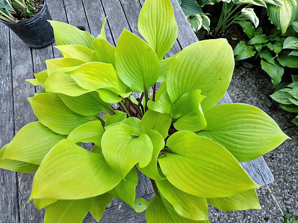 Hotshot Hosta Plants online shopping