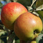 Ribston Pippin Heirloom Apple