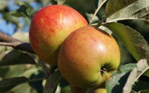 Ribston Pippin Heirloom Apple