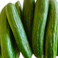 Manny F1 Cucumber