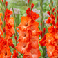 Stormy Gladiolus Corms