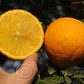 C-32 Citrange Trifoliate Hybrid Budwood citrus plant material online shopping