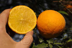 C-32 Citrange Trifoliate Hybrid Budwood citrus plant material online shopping