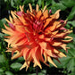 Good Day Dahlia