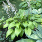 Love Of My Life Hosta Plants online shopping