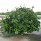 Page Tangelo Mandarin Budwood citrus plant material online shopping