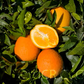 Navelina Navel Orange Budwood citrus plant material online shopping
