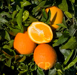 Navelina Navel Orange Budwood citrus plant material online shopping