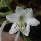 Tripple Ripple Hosta Plants online shopping
