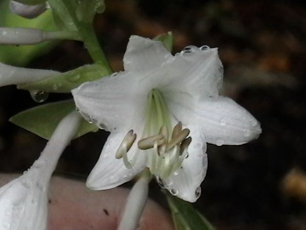 Tripple Ripple Hosta Plants online shopping