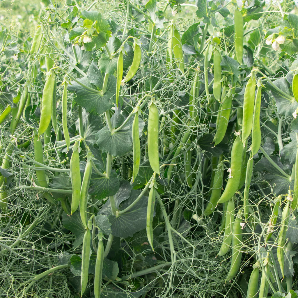 PLS 595 Organic Shelling Pea