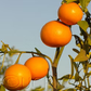 Fraser Seville Sour Orange Budwood citrus plant material online shopping