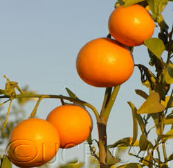 Fraser Seville Sour Orange Budwood citrus plant material online shopping