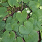Paradise Red Delight Hosta Plants online shopping