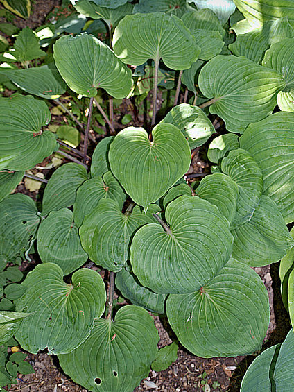 Paradise Red Delight Hosta Plants online shopping