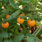 Sunrise Sauce F1 Tomato