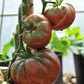 Black Krim Organic Tomato