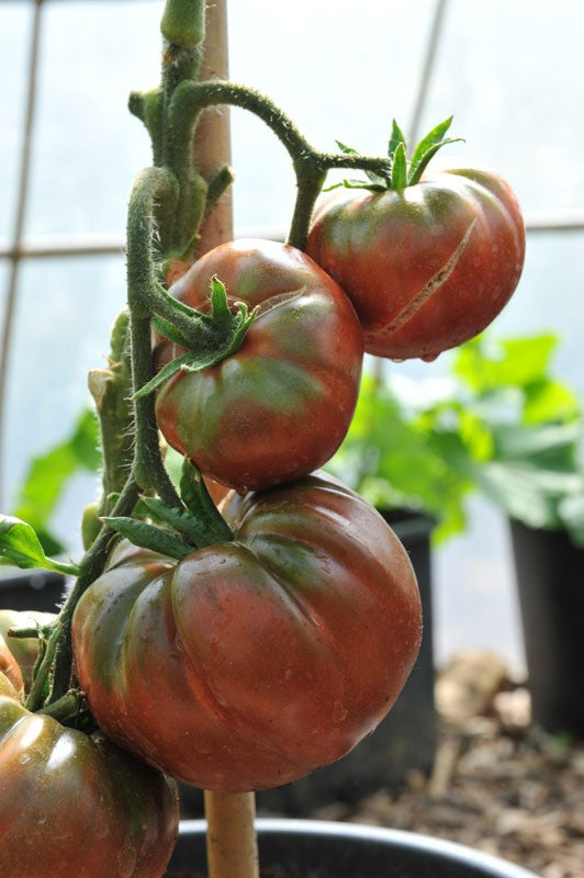 Black Krim Organic Tomato