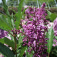 Royalty Lilac lilac plant online shopping
