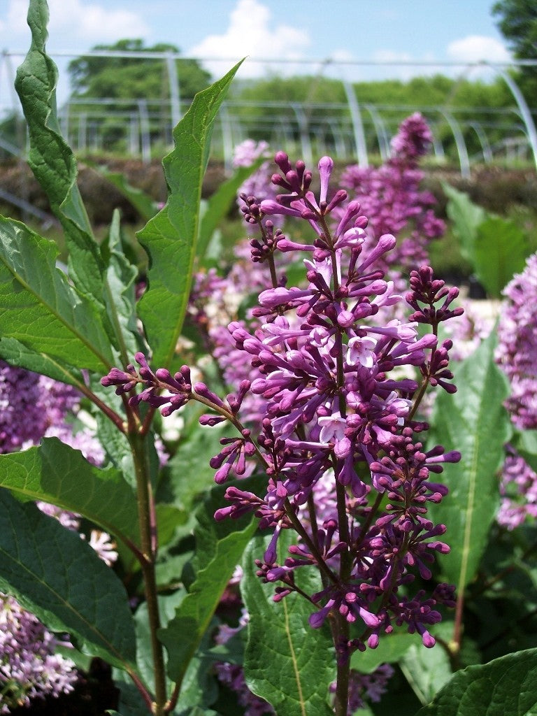 Royalty Lilac lilac plant online shopping