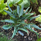 Kempen Sky High Hosta Plants online shopping