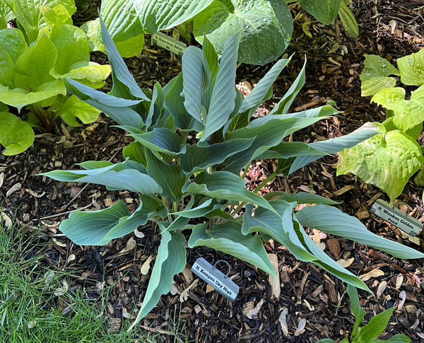 Kempen Sky High Hosta Plants online shopping