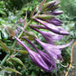 Violetta Hosta Plants online shopping
