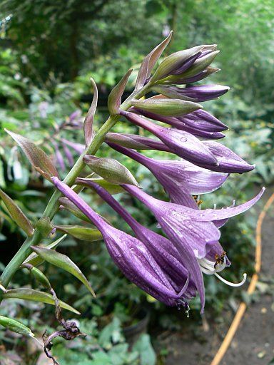 Violetta Hosta Plants online shopping
