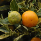 Variegated Calamondin Budwood citrus plant material online shopping