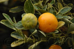 Variegated Calamondin Budwood citrus plant material online shopping