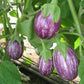 Piccolo F1 Organic Aubergine