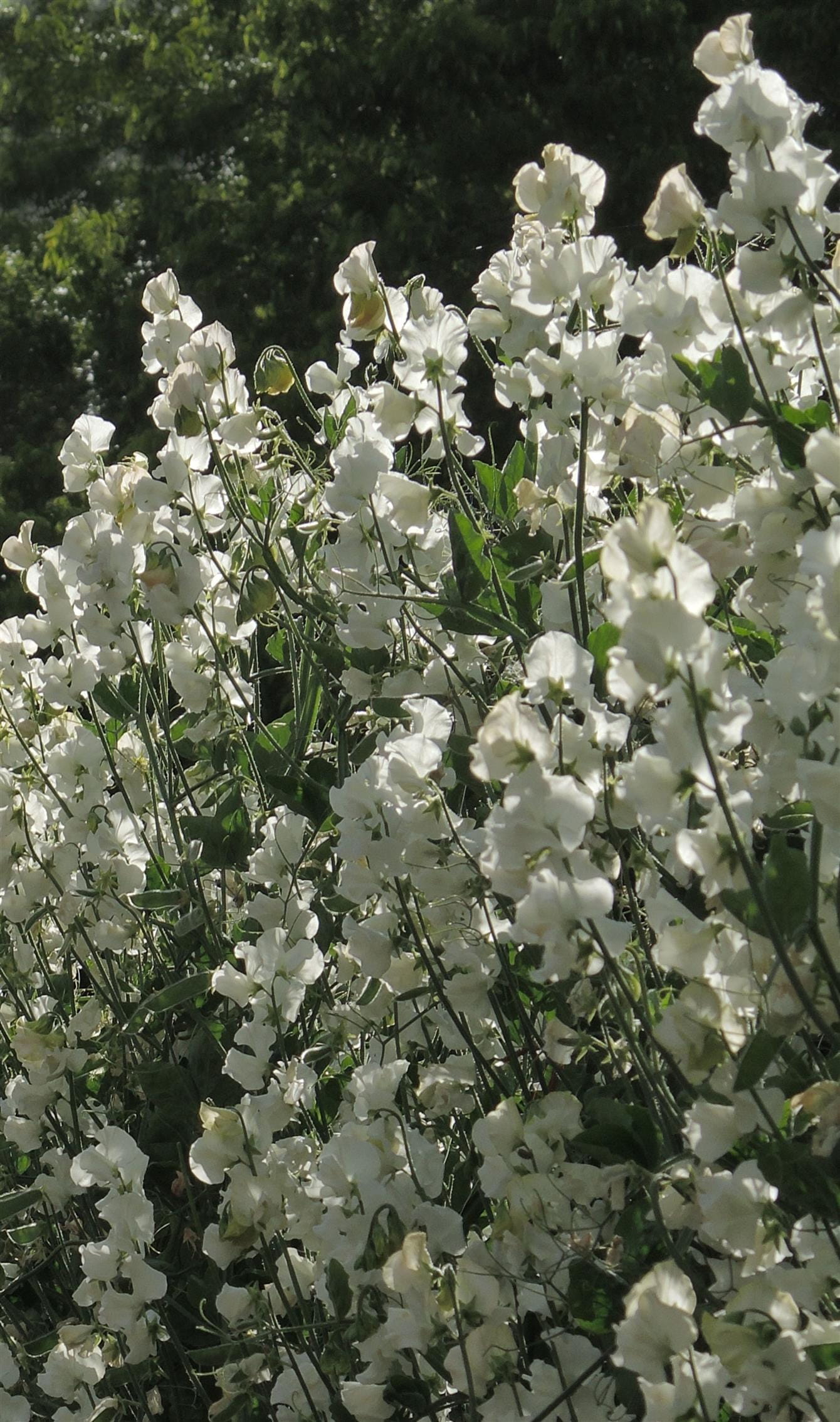 Aoraki Sweet Pea seeds online shopping