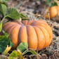 Musquee d'Hiver de Provence Pumpkin Seeds online shopping