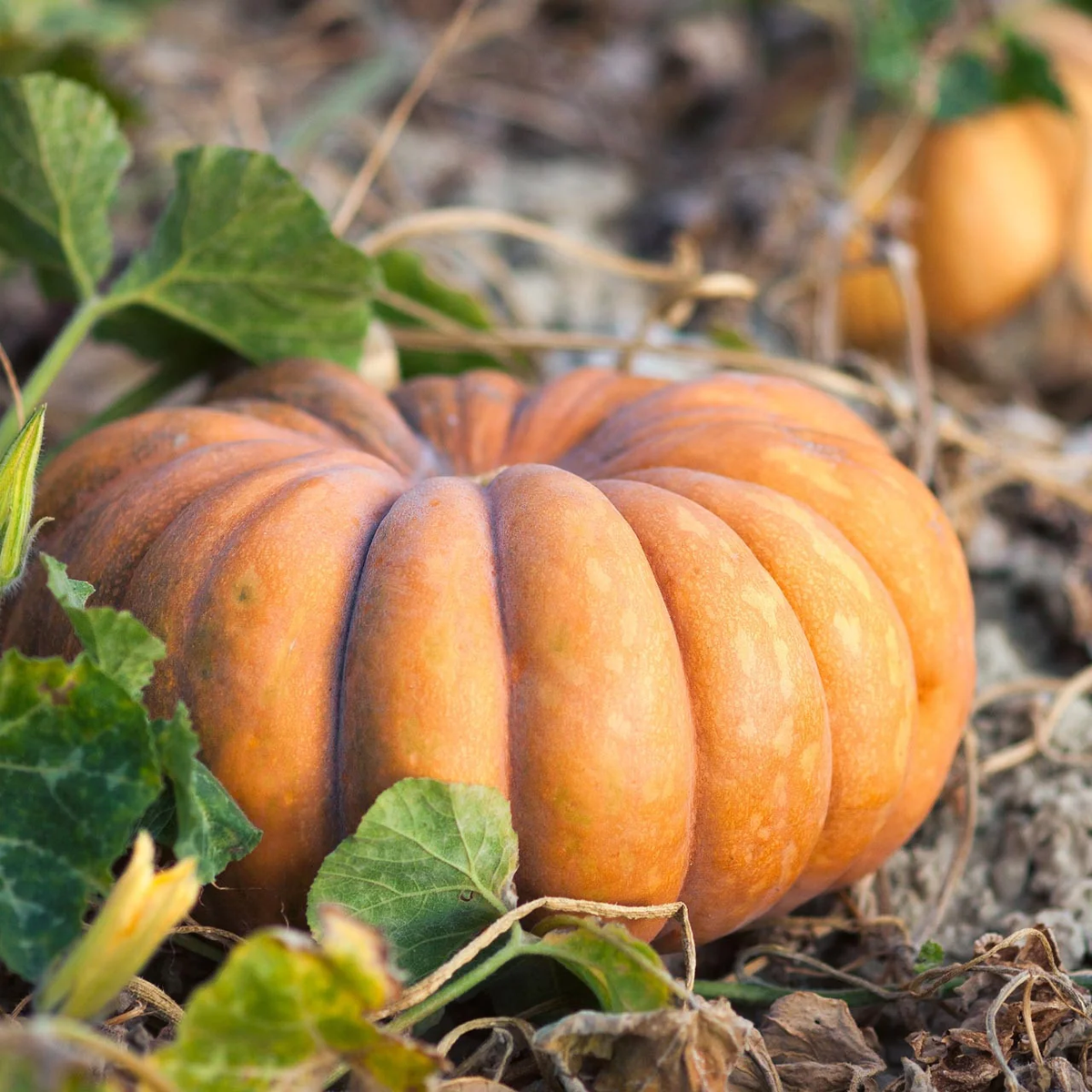 Musquee d'Hiver de Provence Pumpkin Seeds online shopping