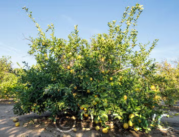 Cuban Shaddock Seed citrus plant material online shopping