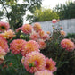 September Morn Dahlia